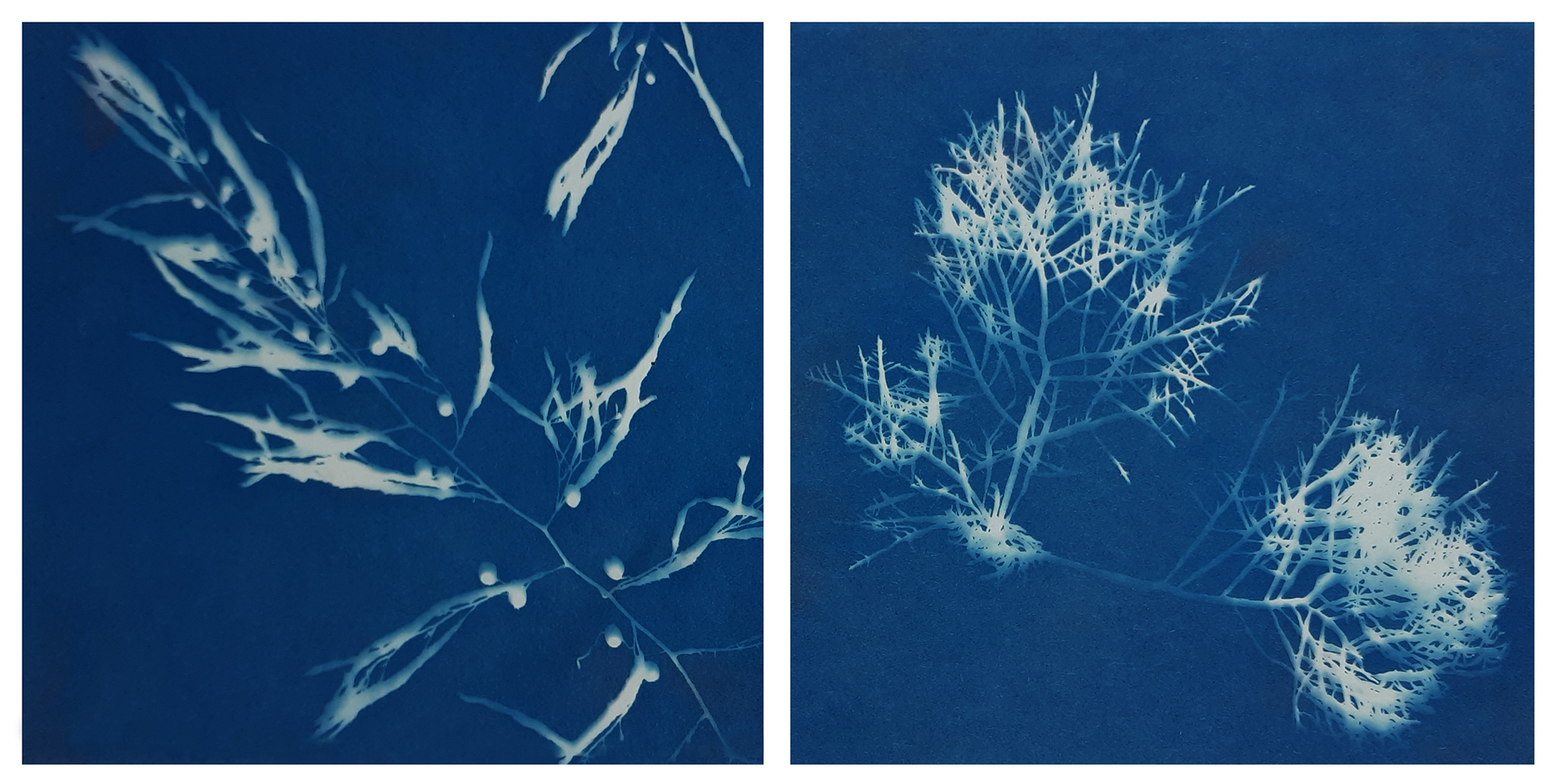 'A former shadow' cyanotypes workshop with Christine Rockley